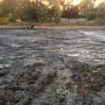 Glenwyck-Farms-12